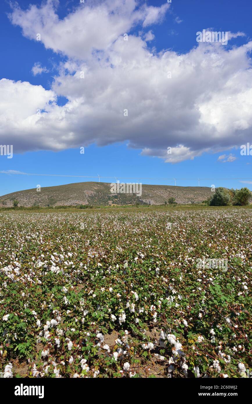 Cotton plant field ready for harvest under blue sky and white clouds