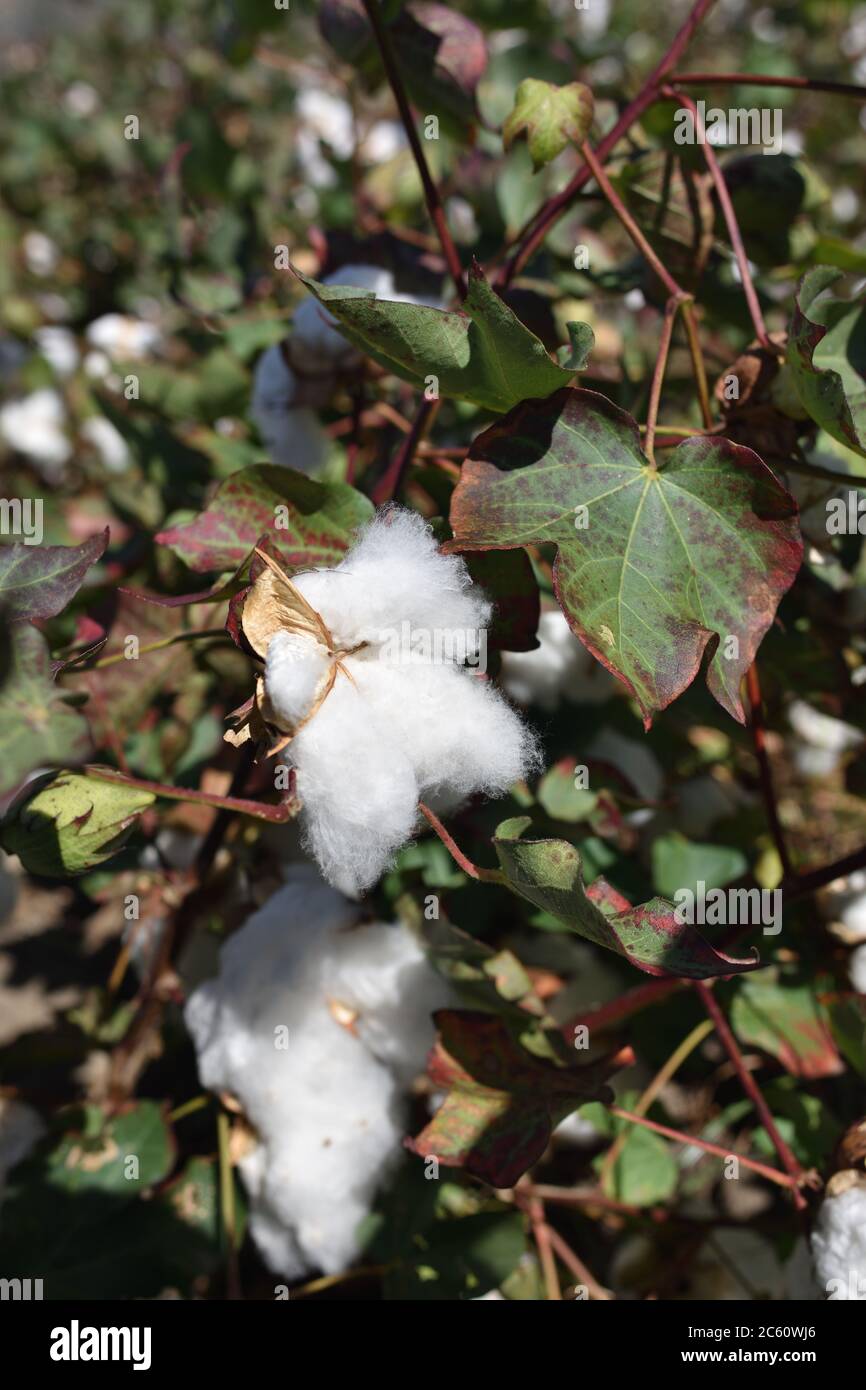 Cotton plant ready for harvest. Greece Stock Photo Alamy