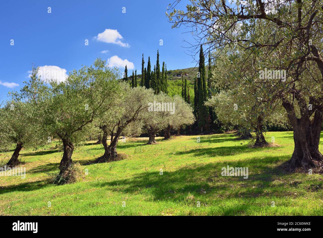 Idyllic rural landscape with olives trees and cypress on background, Nemea region, Peloponnese, Greece, Europe. Stock Photo