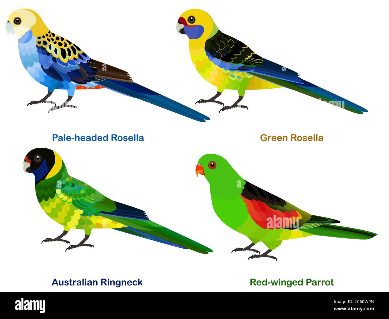 Cute Australia parrots, Rosella bird vector illustration set, Pale-headed Rosella, Green Rosella, Australian Ringneck, Red-winged Parrot, Colorful bir Stock Vector