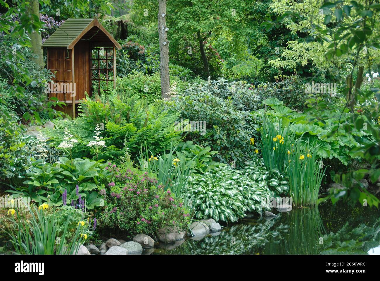 Teichrand, Schaublatt  Rodgersia pinnata, Schmalblaettrige Lorbeerrose Kalmia angustifolia Rubra, Koenigsfarn Osmunda regalis, Botanischer Garten Chri Stock Photo