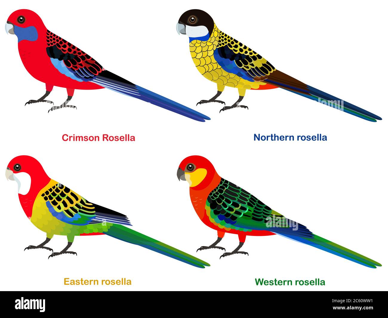 Cute Australia parrots, Rosella bird vector illustration set, Eastern rosella, Western rosella, Crimson Rosella, Northern Rosella, Colorful bird carto Stock Vector