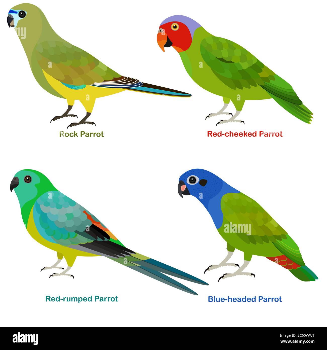 Cute Australia parrots bird vector illustration set, Rock, Blue-headed, Red-rumped, Red-cheeked Parrot, Colorful bird cartoon collection Stock Vector