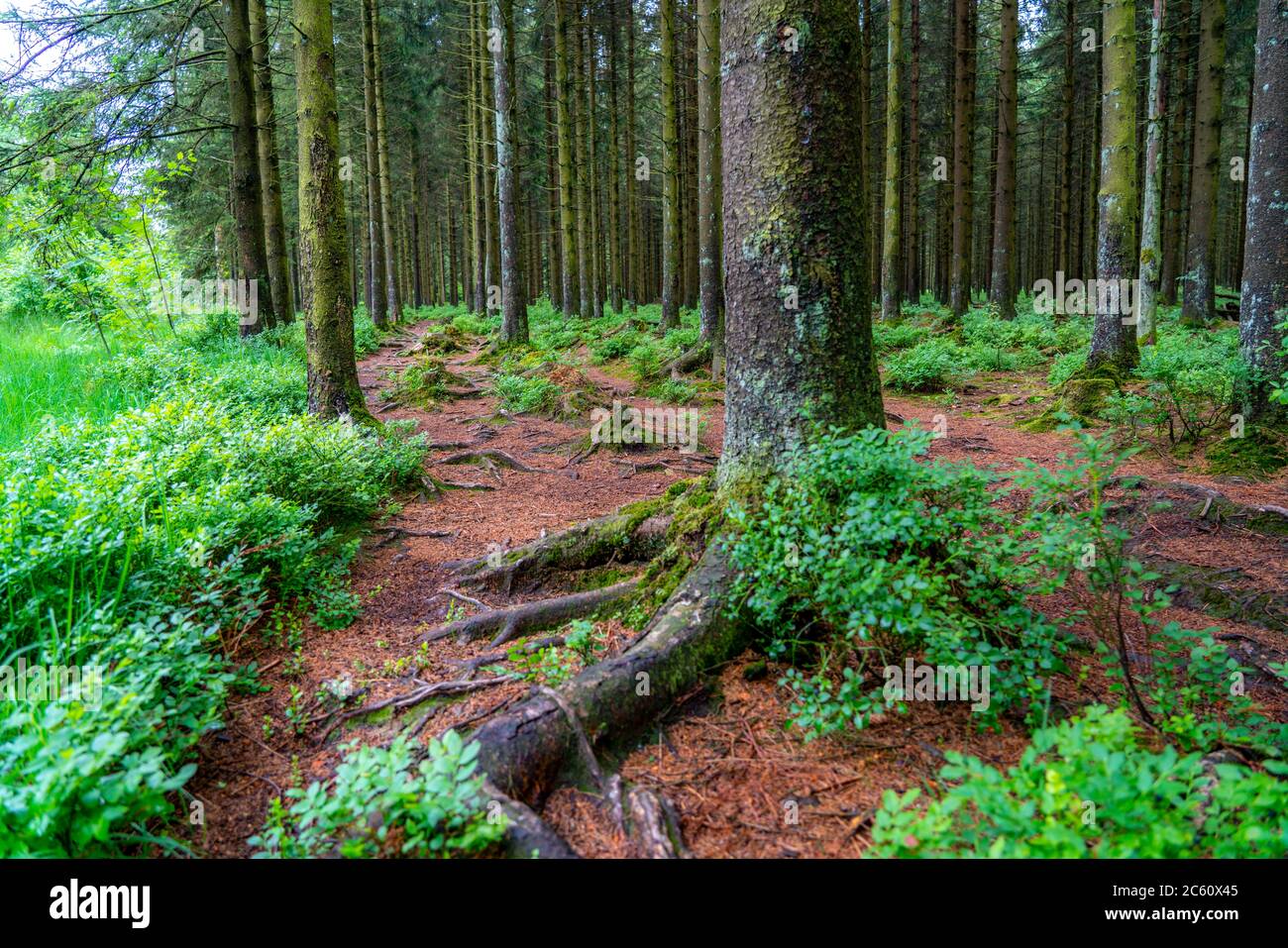 The Hohes Venn, Brackvenn, high moor, forest path, in Wallonia, Belgium, in the border area with Germany, Stock Photo