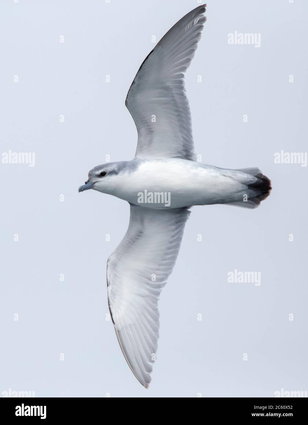 Fulmar Prion (Pachyptila crassirostris) in flight over the southern pacific ocean of subantarctic New Zealand. Seen from below, showing under wings. Stock Photo