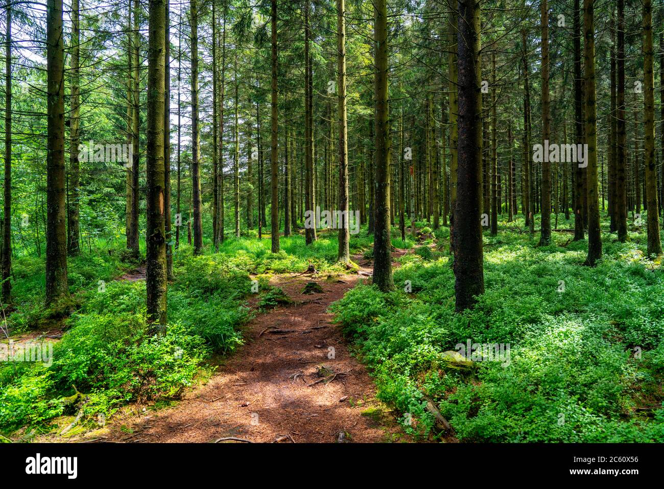 The Hohes Venn, Brackvenn, high moor, forest path, in Wallonia, Belgium, in the border area with Germany, Stock Photo