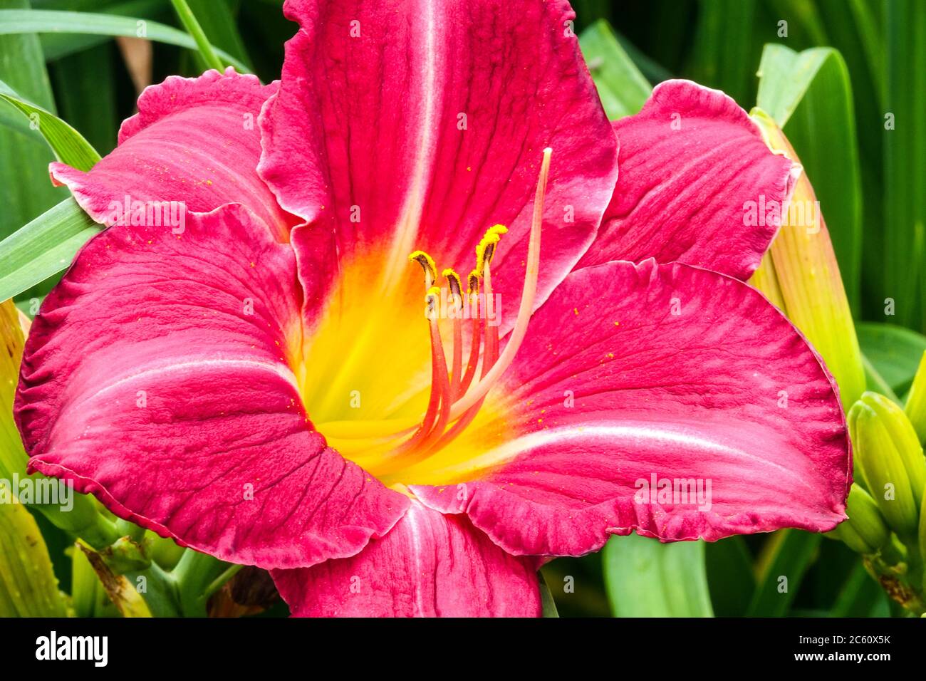 Red Hemerocallis Charles Johnston Daylily Hemerocallis Stock Photo - Alamy