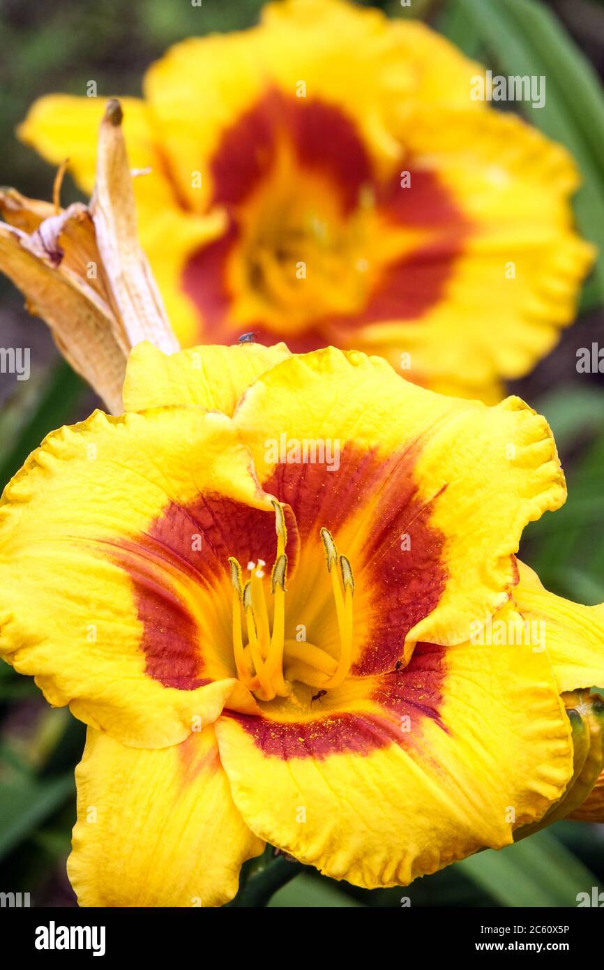 Yellow Hemerocallis 'Fooled Me' Daylily Hemerocallis Yellow daylily dark throat Stock Photo