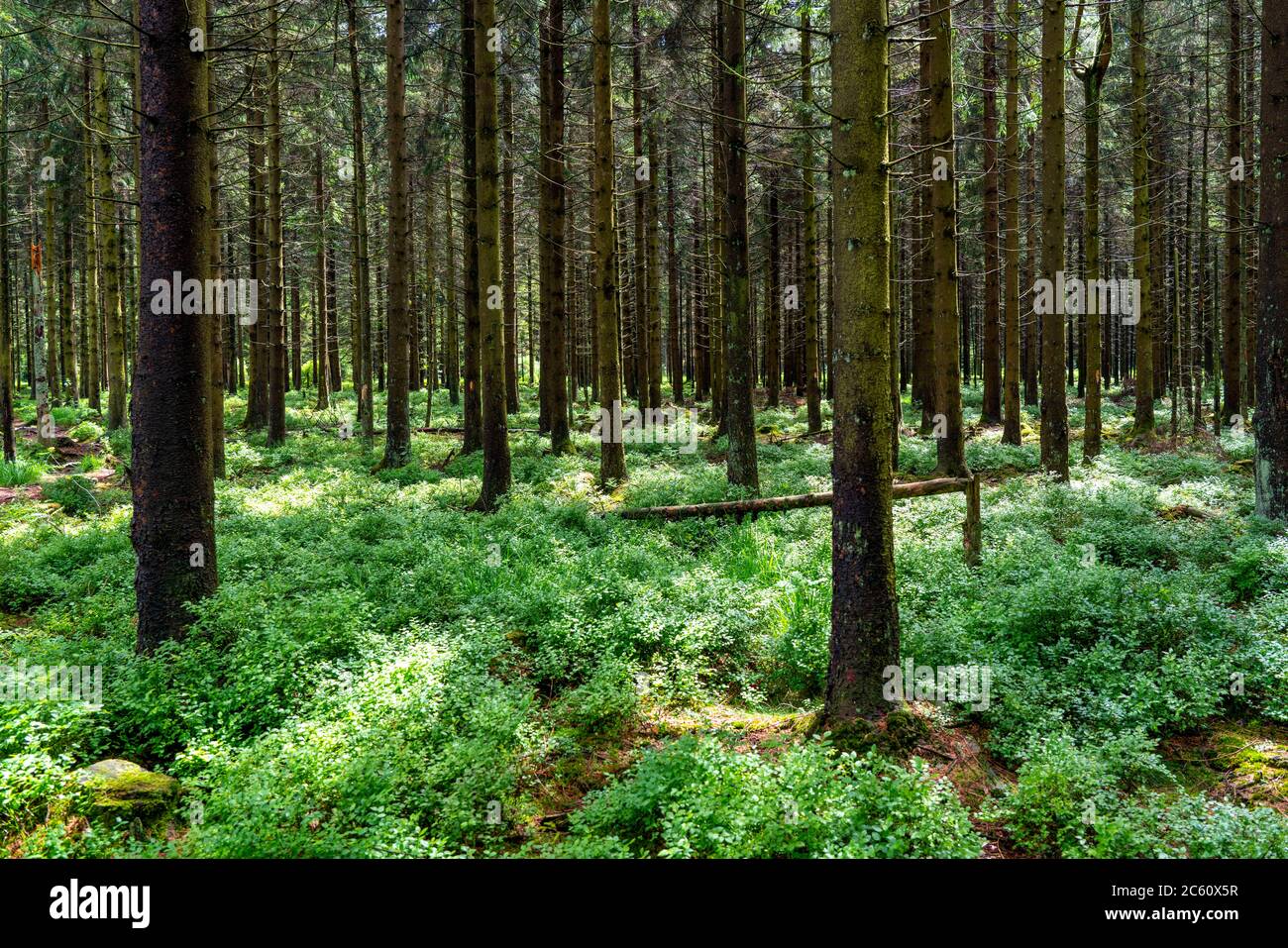 The Hohes Venn, Brackvenn, high moor, forest path, in Wallonia, Belgium, in the border area with Germany, Stock Photo