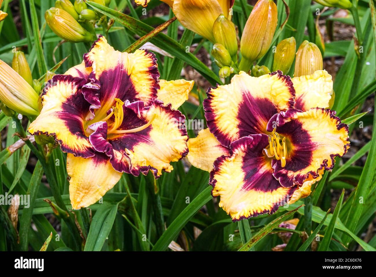 Purple Hemerocallis Ageless Beauty, Cream with red-violet  eye and border above green throat Stock Photo