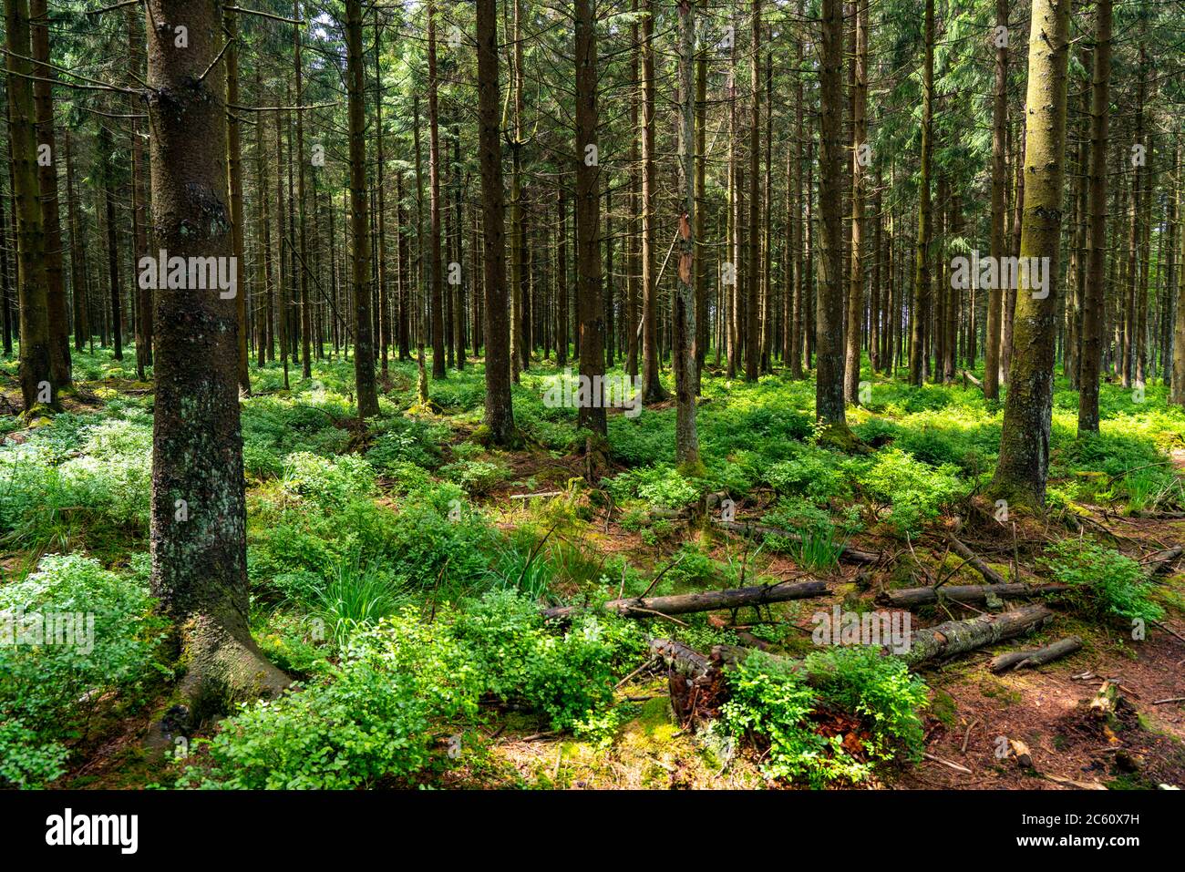 The Hohes Venn, Brackvenn, high moor, forest path, in Wallonia, Belgium, in the border area with Germany, Stock Photo