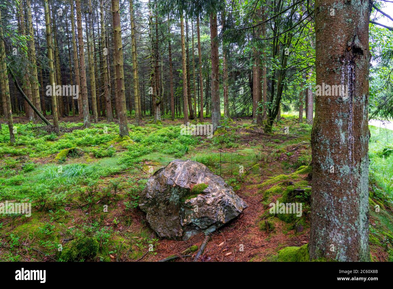 The Hohes Venn, Brackvenn, high moor, forest path, in Wallonia, Belgium, in the border area with Germany, Stock Photo