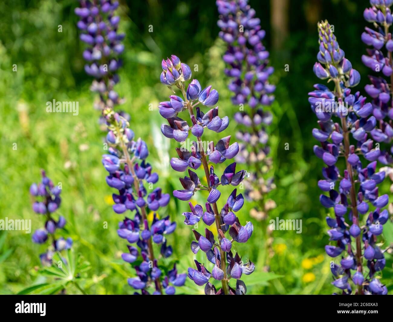 Perennial lupine Lupinus polyphyllus Lindl blooms in the garden Stock Photo