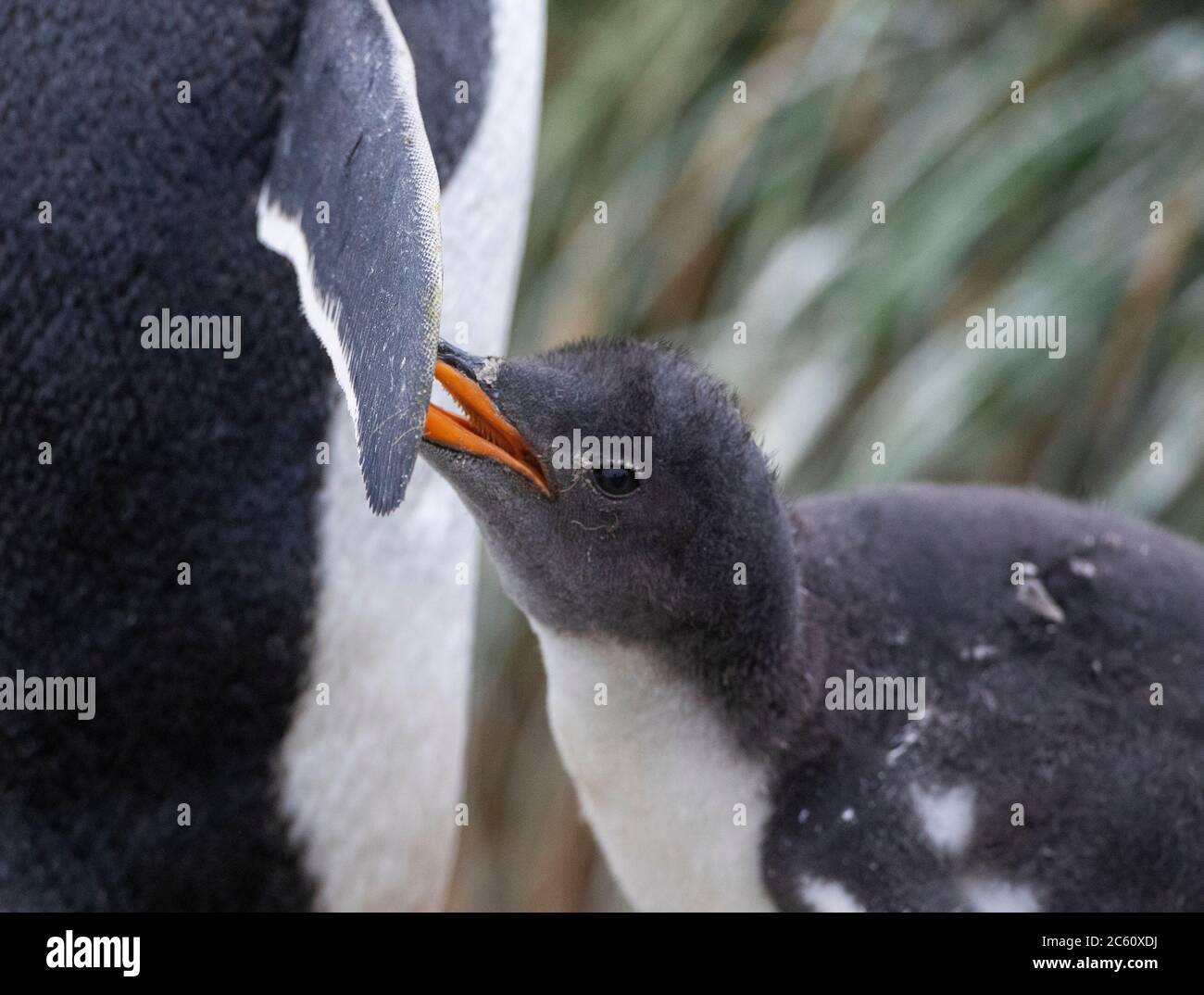 Gentoo Penguin (Pygoscelis papua papua) at research station Buckles bay on Macquarie Island, Australia. Begging young with its parent. Stock Photo