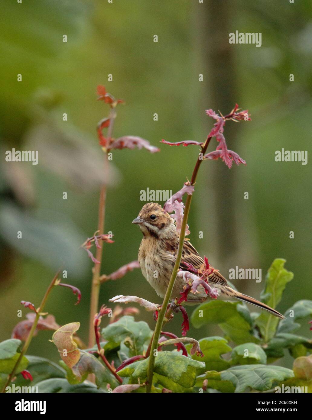 Female Reed Bunting Stock Photo Alamy