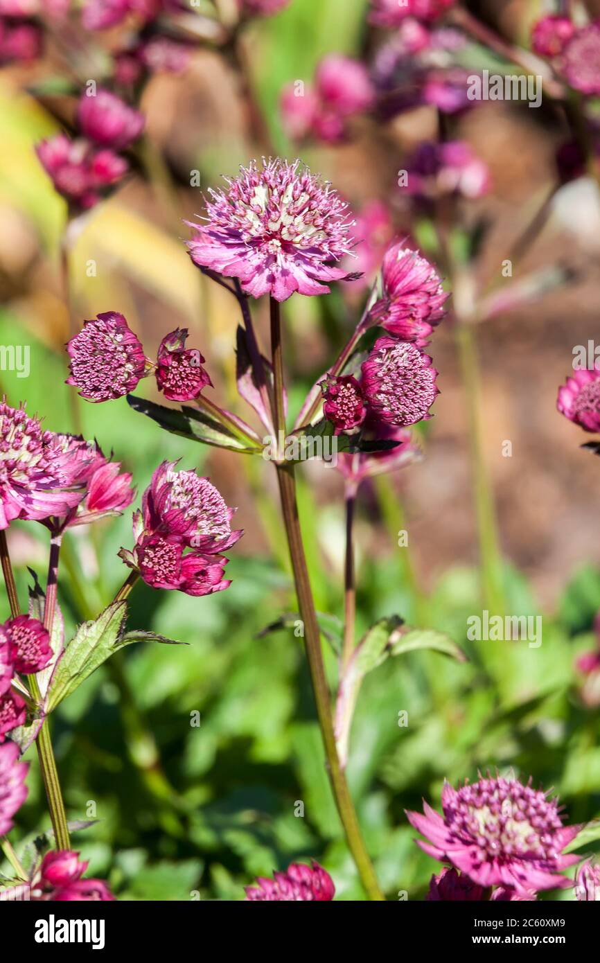 Astrantia major 'Abbey Road' an herbaceous perennial springtime summer
