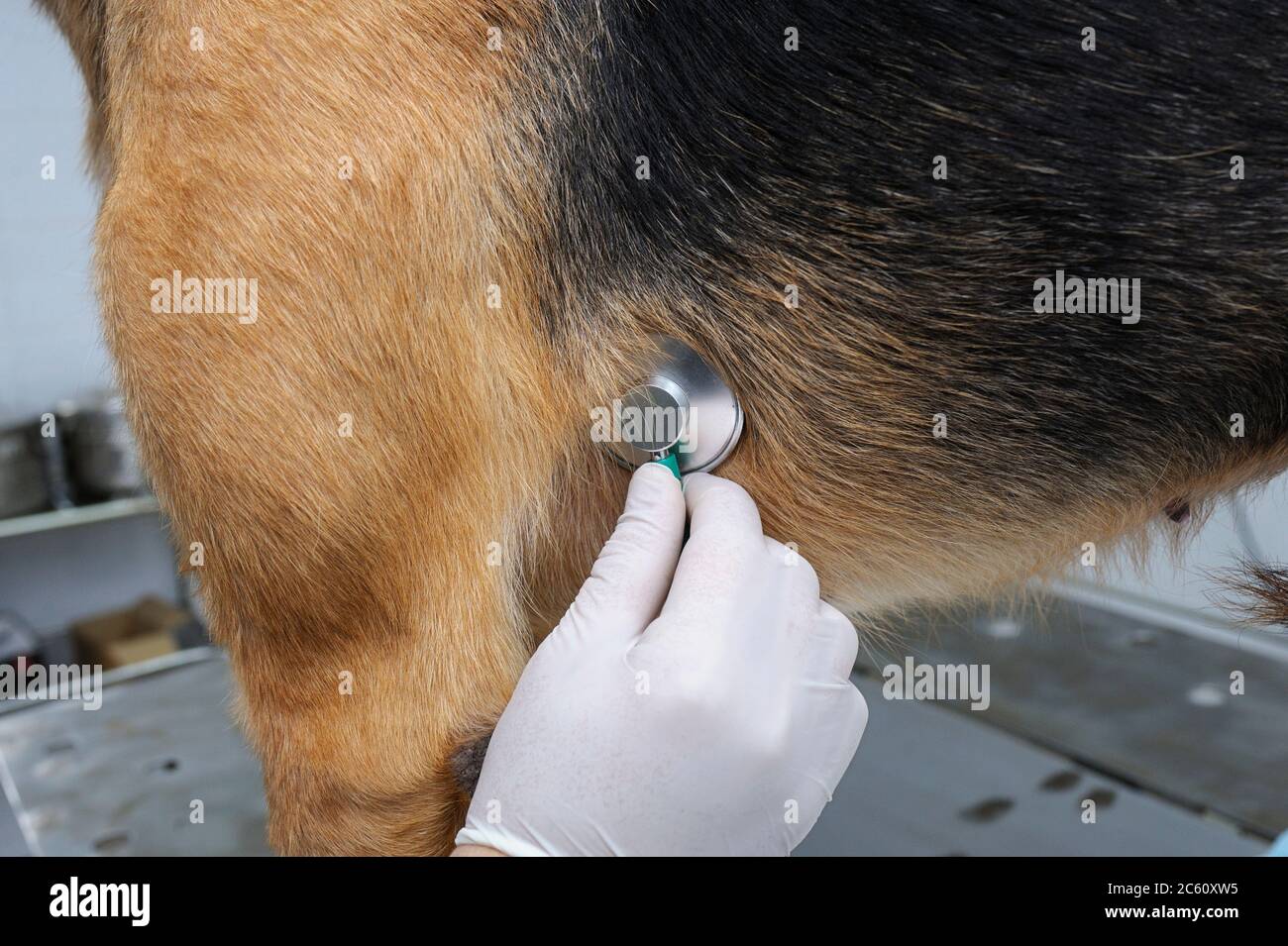 At the veterinary office. Veterinarian vetting stray dog using ...