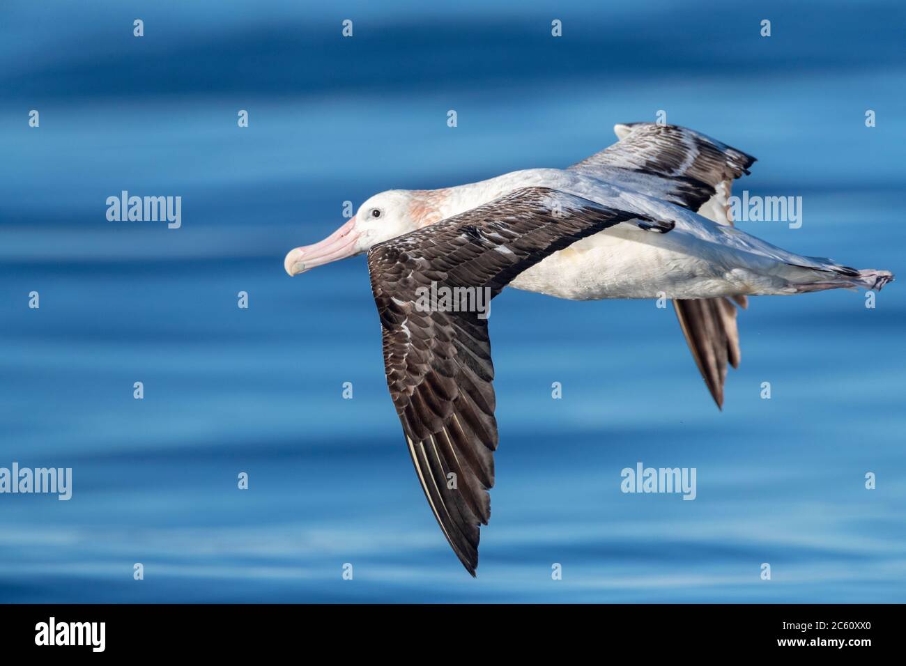 Flying adult wandering albatross hi-res stock photography and images ...