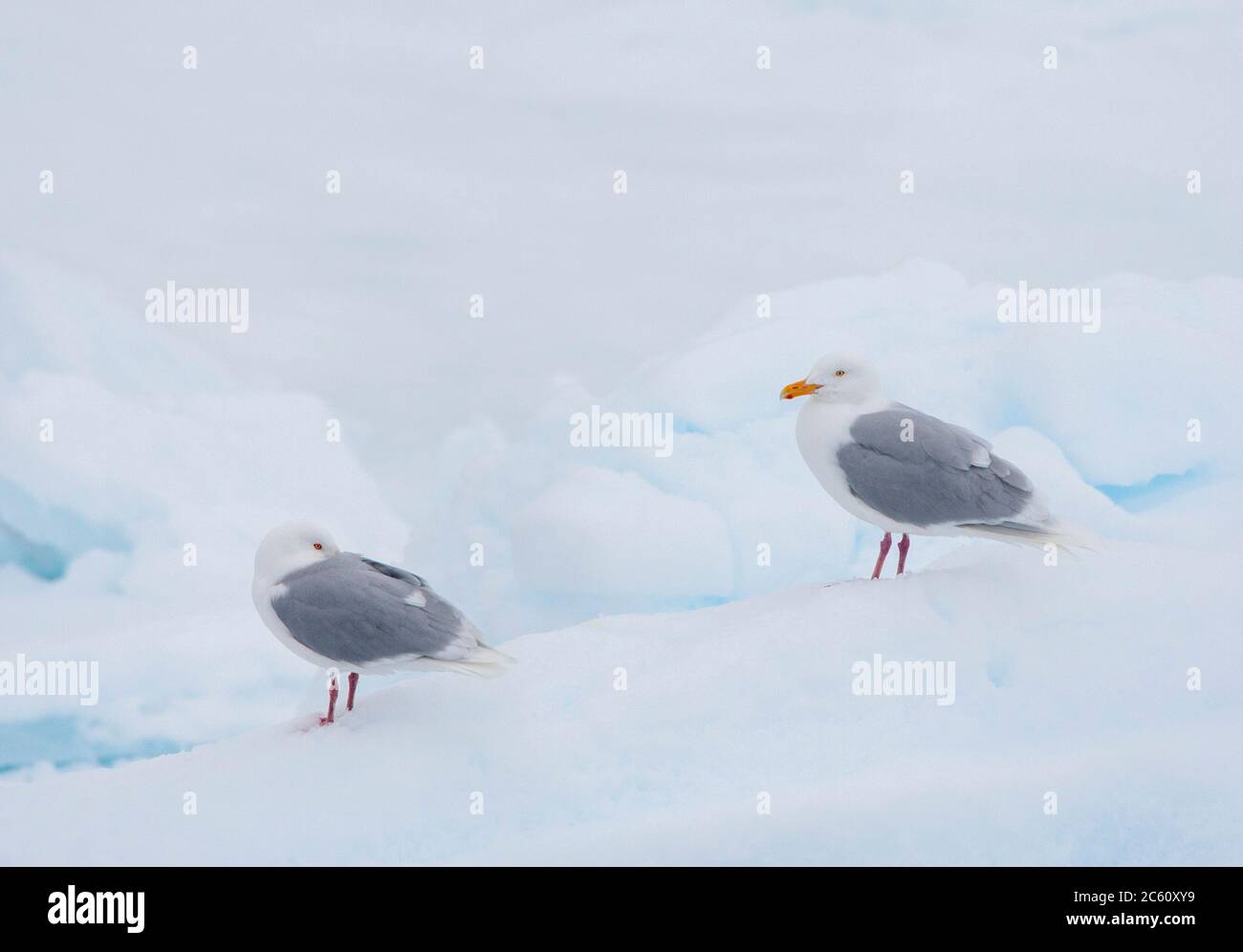 Two adult Glaucous Gulls (Larus hyperboreus) in summer plumage standing on the snow, on top of the drift ice, north of Svalbard, arctic Norway. Stock Photo