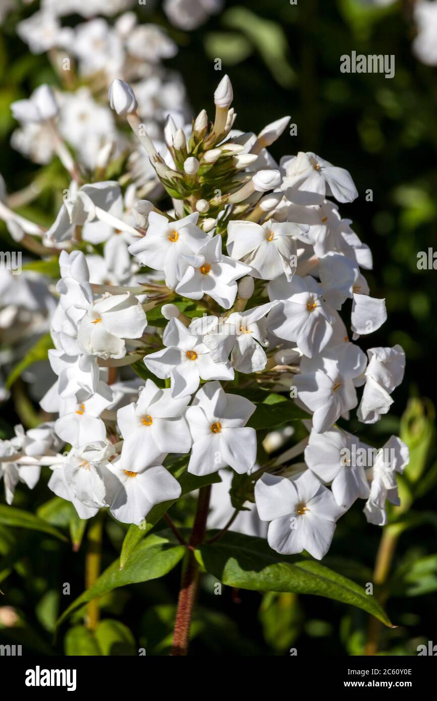 Phlox carolina 'Miss Lingard' an herbaceous springtime summer flower plant Stock Photo