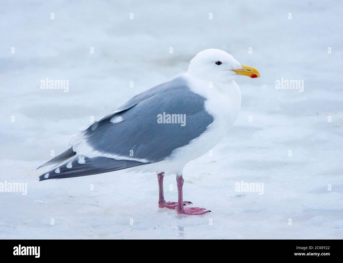 Adult Glaucous-winged Gull (Larus glaucescens) wintering in northern Japan. Standing on a ice flow offshore the coastal town Rausu on Hokkaido. Stock Photo