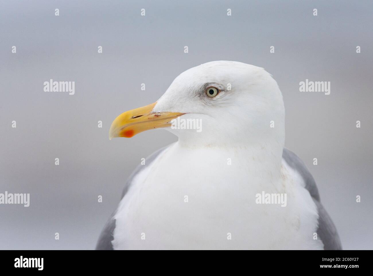 Glaucous-winged Gull (Larus glaucescens) wintering in harbour in northern Japan. Closeup of an adult in winter plumage. Stock Photo