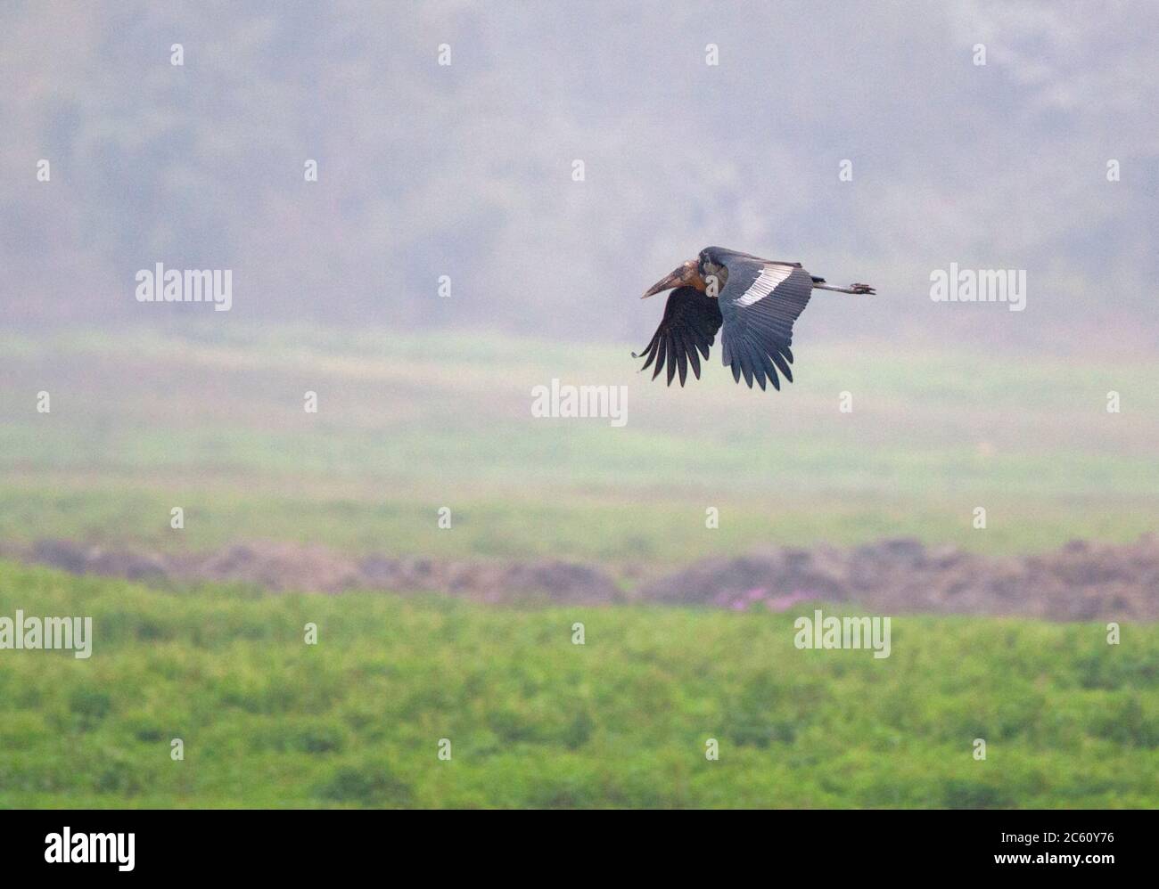 Greater Adjutant (Leptoptilos dubius) in Asia. Flying low over rural agricultural field. Stock Photo