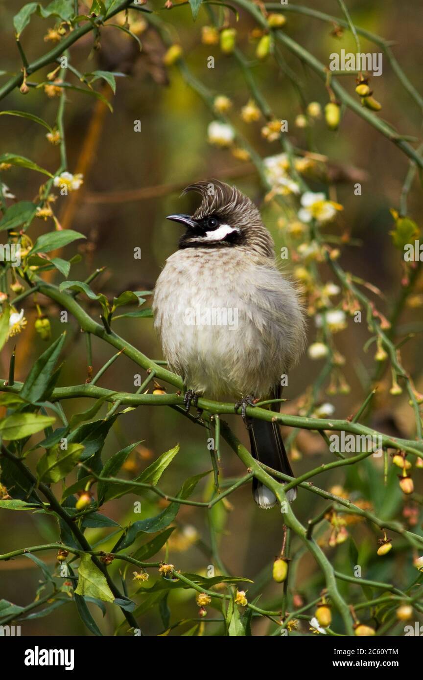 Himalayan Bulbul (Pycnonotus leucogenys), also known as White-cheeked Bulbul, in foothills of the Himalayas. Sitting in small bush. Stock Photo