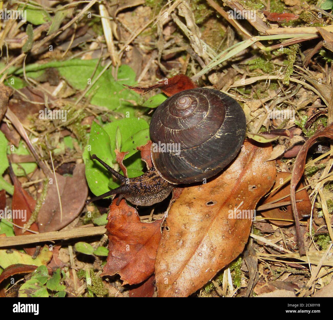 Black snail in Japan Stock Photo Alamy