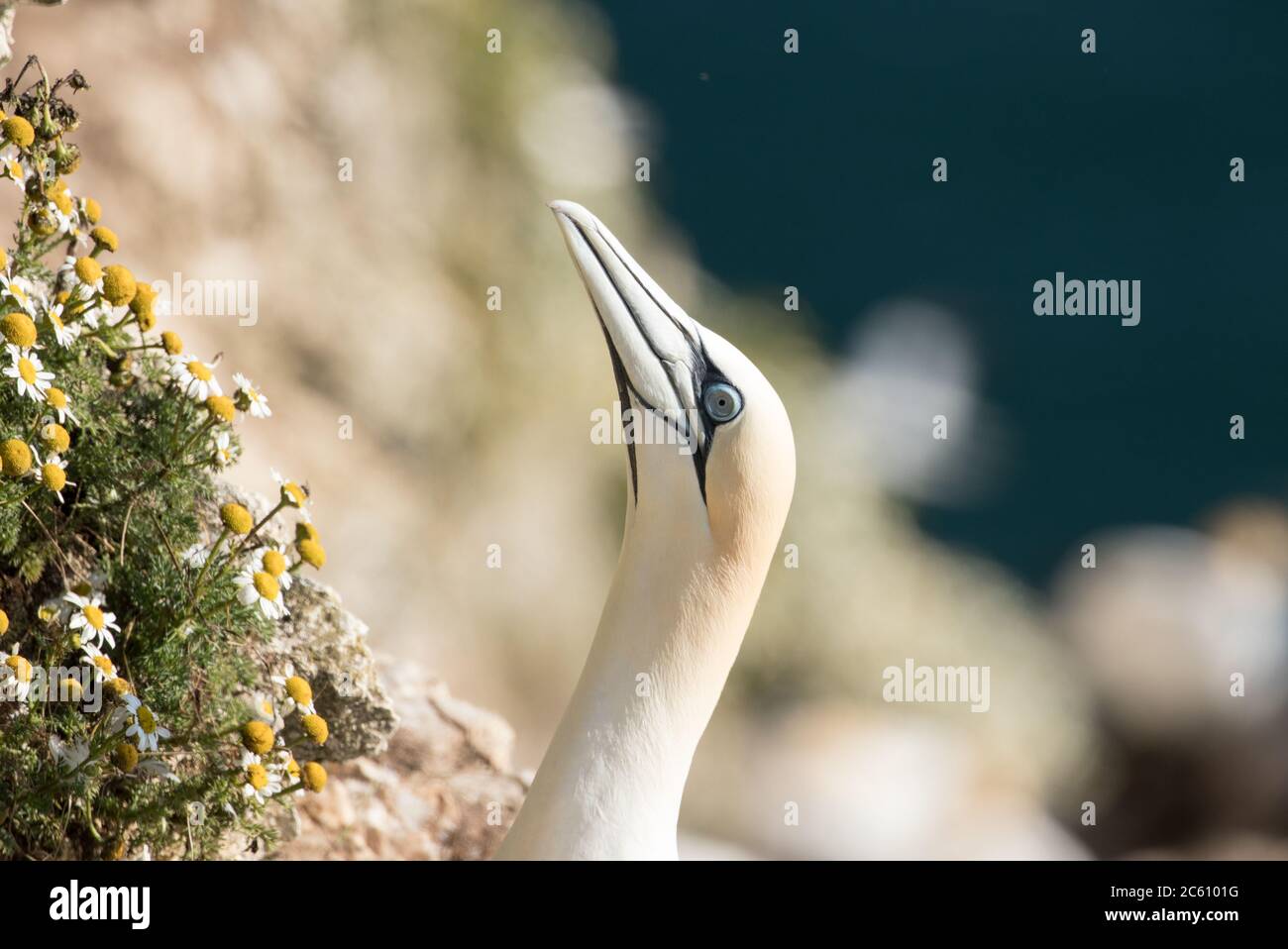 Gannets nesting on ledges at Bempton Cliffs on the East coast of England, in Yorkshire Stock Photo