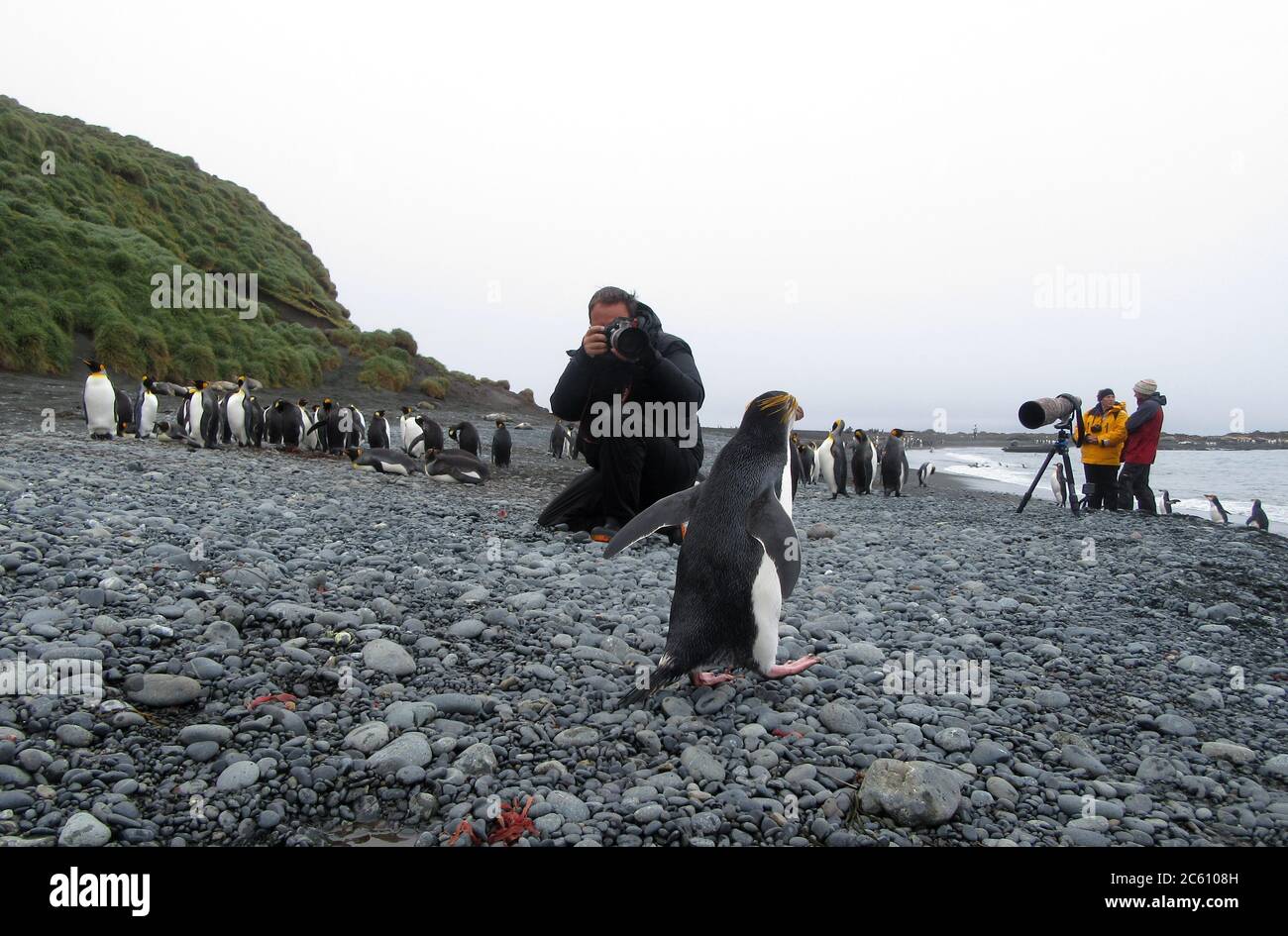 Wildlife photographer photographing Royal Penguin (Eudyptes schlegeli) on the beach of Macquarie Island, subantarctic Australia. Stock Photo