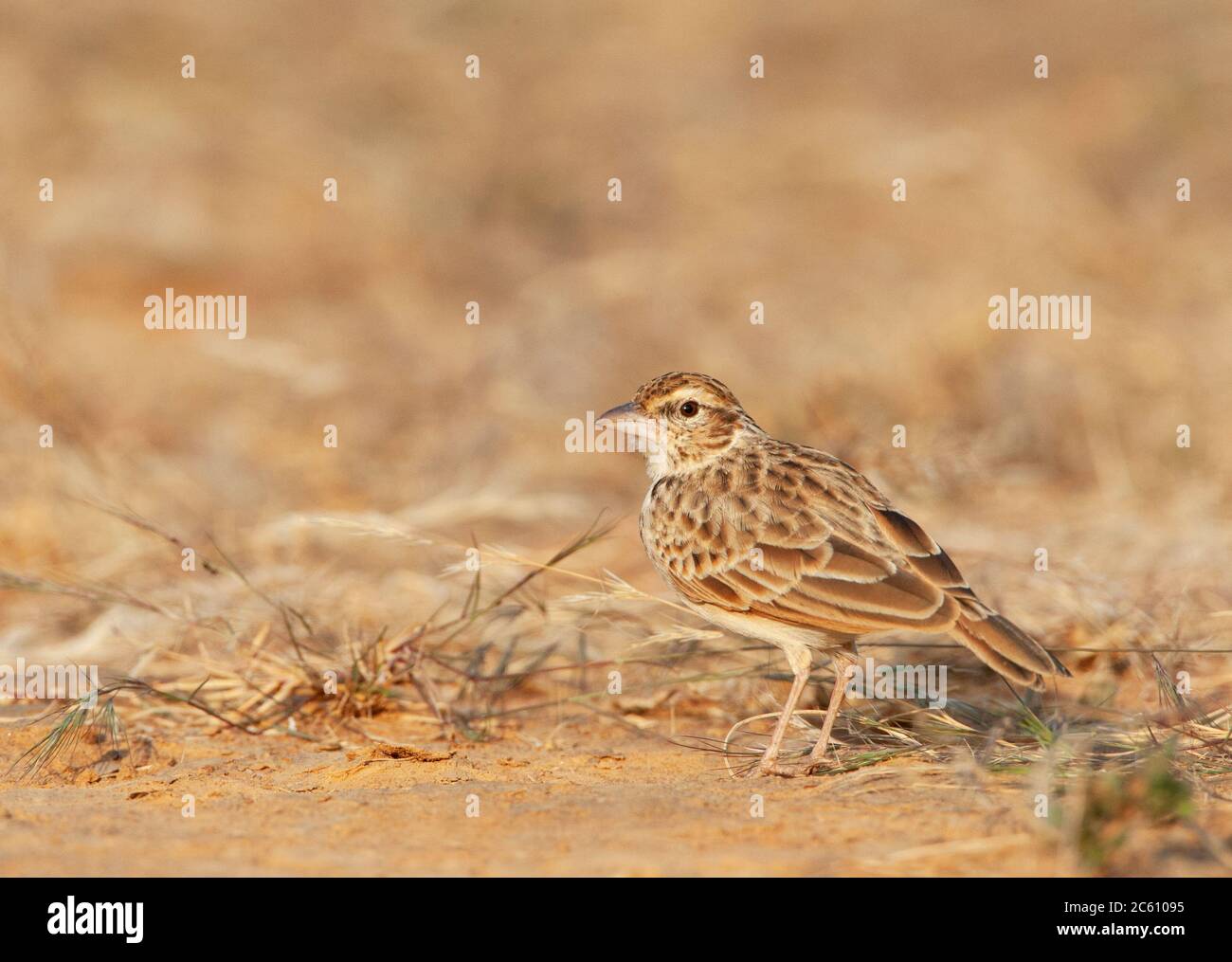 Indian Bush Lark (Mirafra erythroptera) standing on the ground. Also known as Indian lark, Indian red-winged lark, red-winged singing bushlark and rus Stock Photo