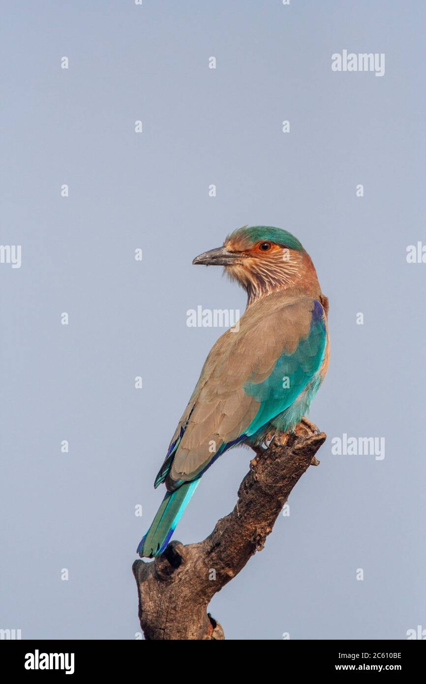 Adult Indian roller (Coracias benghalensis) perched on a branch, looking over its shoulder. Stock Photo