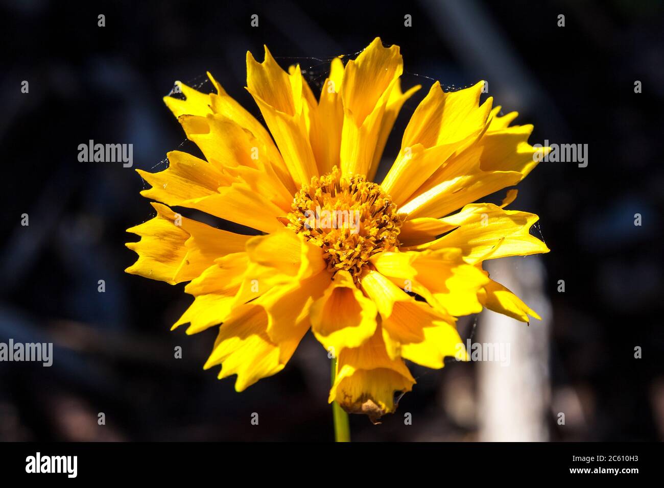 Coreopsis Jethro Tull A Springtime Summer Autumn Yellow Herbaceous Flower Plant Commonly Known 8558