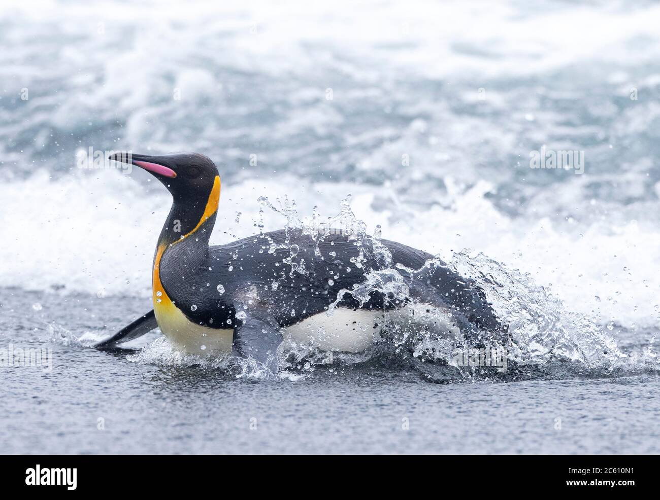 Adult King Penguin (Aptenodytes patagonicus halli) coming on the shore on Macquarie Island, subantarctic Australia. Emerging from the sea through heav Stock Photo