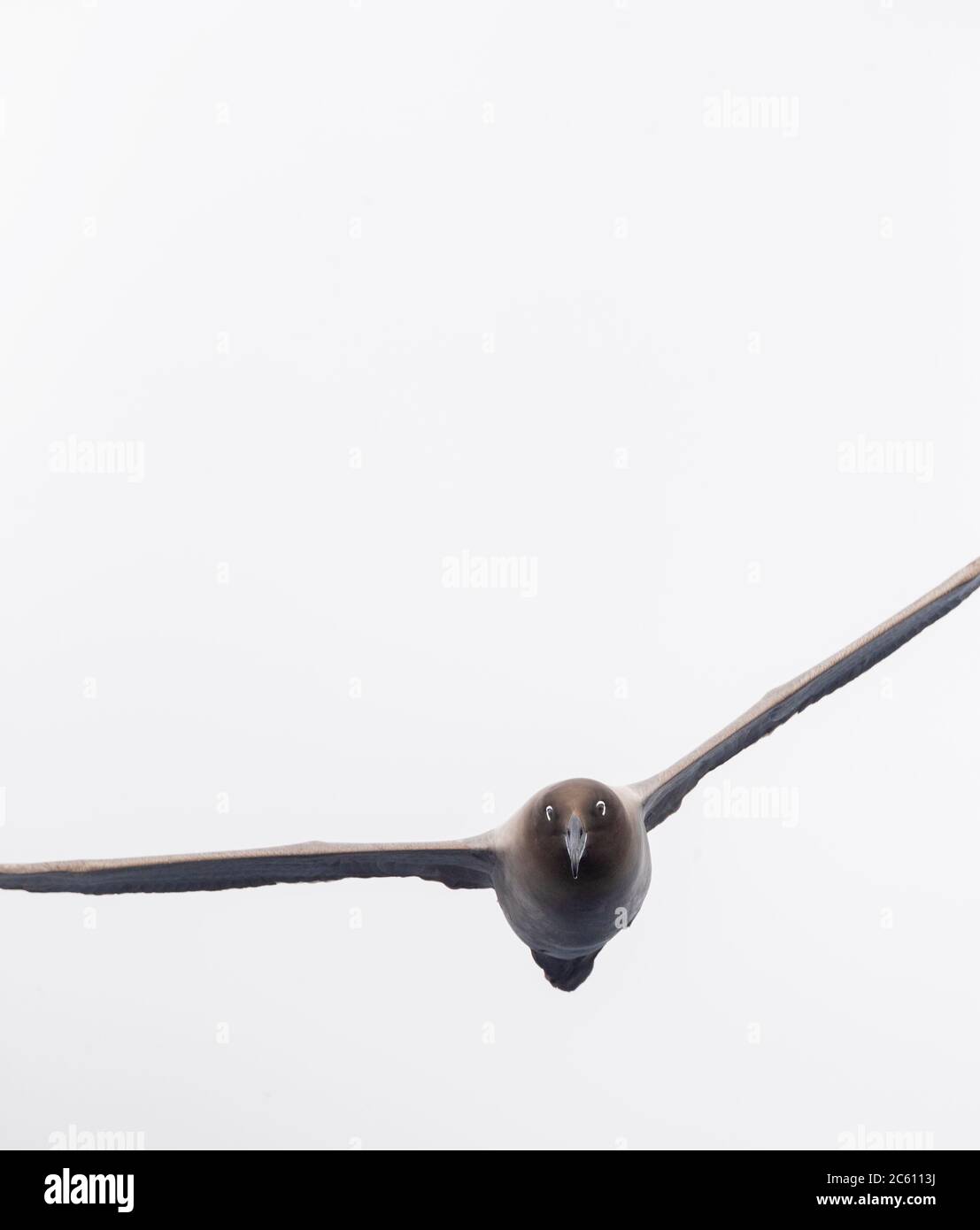 Flying head hi-res stock photography and images - Alamy