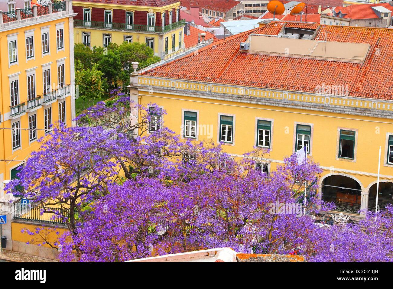 Lisbon city view with purple jacaranda tree in bloom Alfama