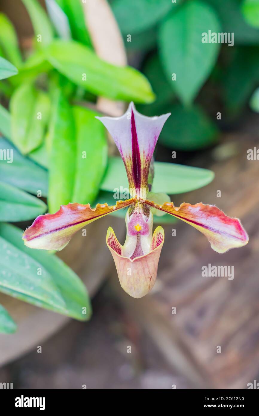 blooming exotic Orchid Paphiopedilum in botanical garden Stock Photo