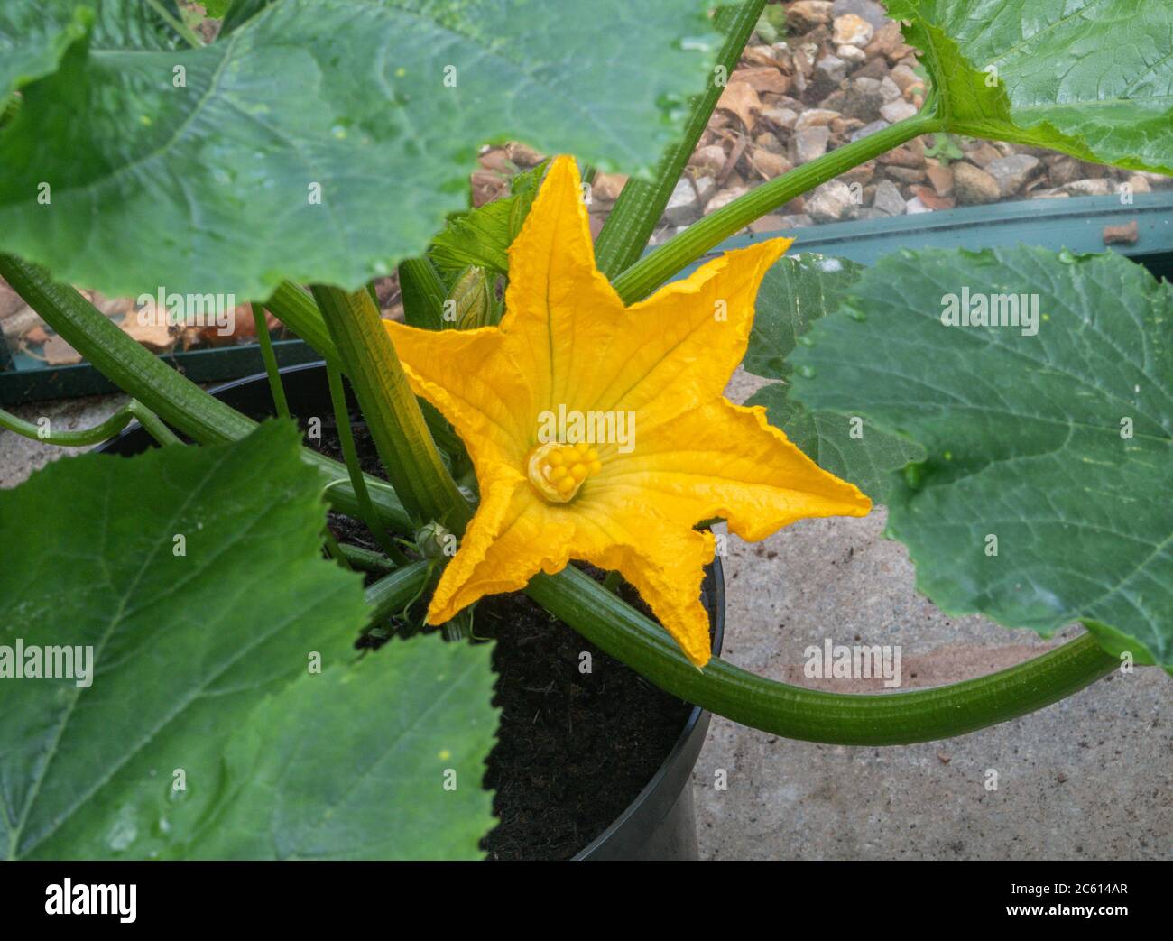 Courgette female flowers hires stock photography and images Alamy