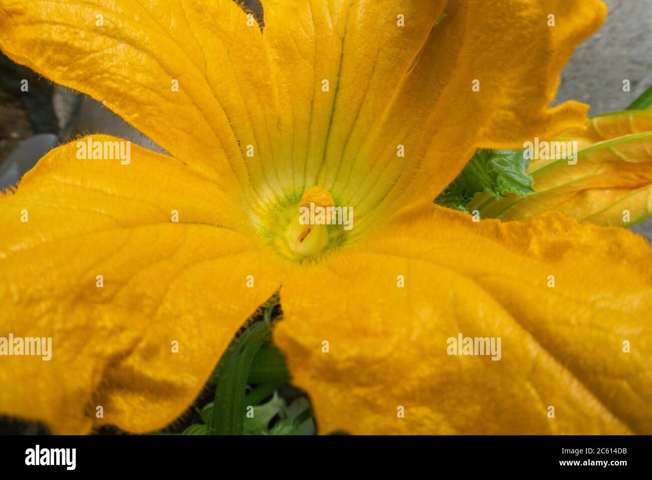 Male flower on courgette Golden Griller Stock Photo Alamy