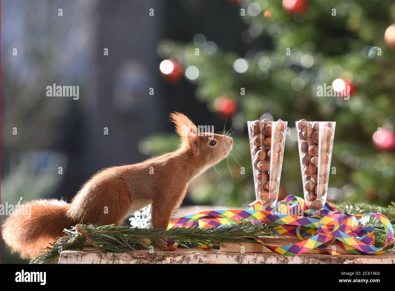 Christmas squirrel hi-res stock photography and images - Alamy