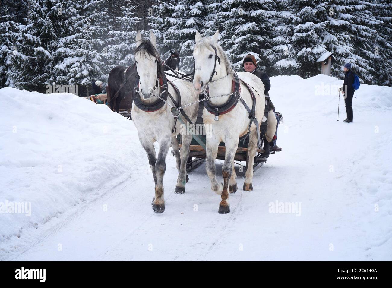 TATRY, POLAND - FEBRUARY 19, 2017: People ride a horse sleigh to Morskie Oko lake in Tatra National Park, Poland. It's one of most recognized tourism Stock Photo