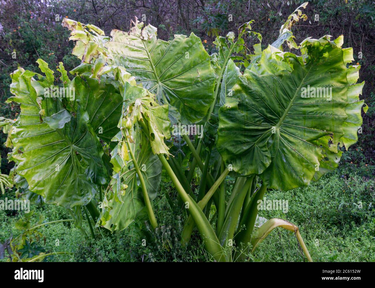 Alocasia macrorrhizos is a species of flowering plant in the arum family (Araceae) that it is native to rainforests of Island Southeast Asia, New Guin Stock Photo