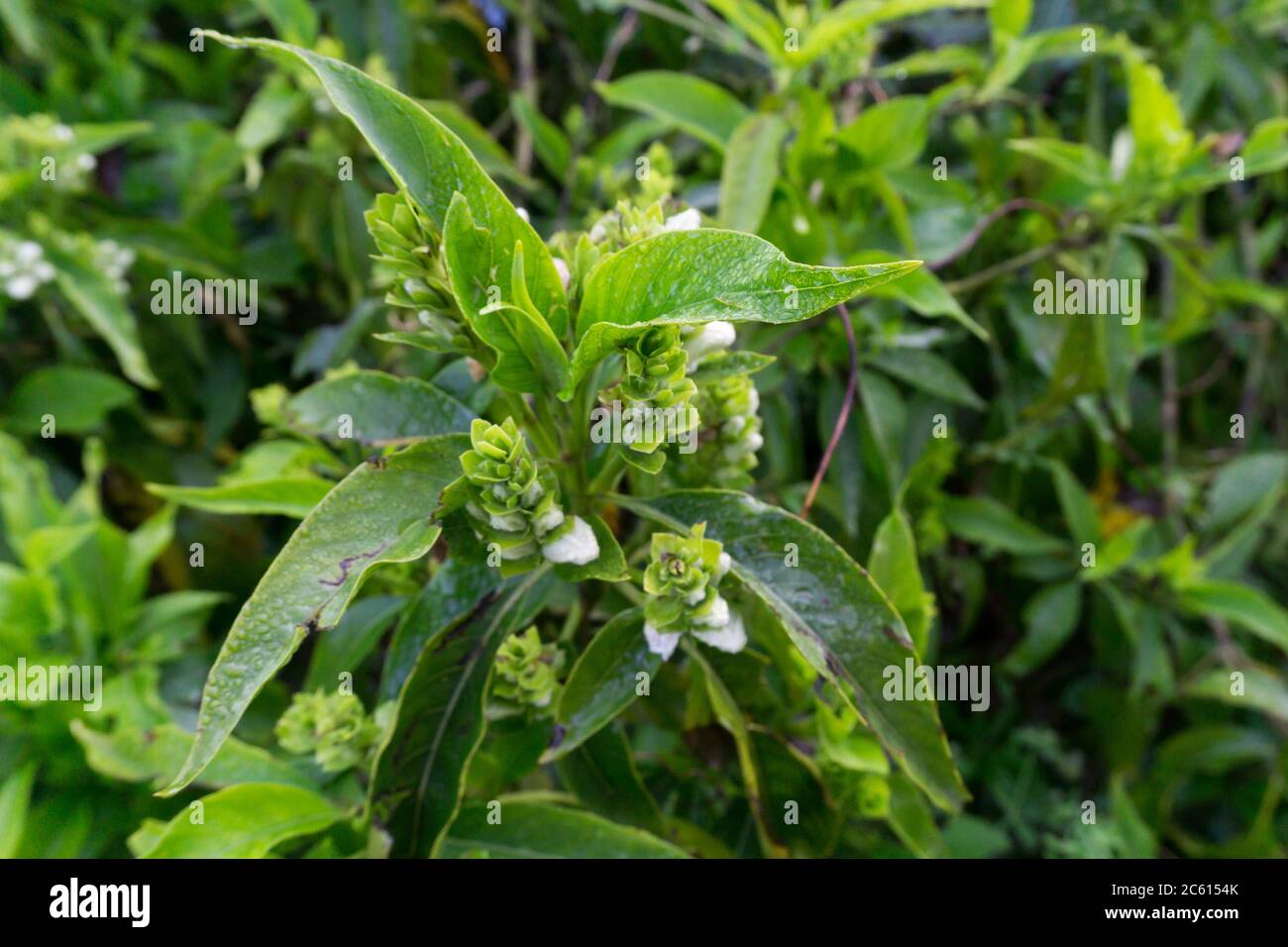 A closeup shot of Justicia adhatoda,commonly known as Malabar nut,adulsa, adhatoda, a medicinal plant native to Asia,widely used in Siddha Medicine, A Stock Photo