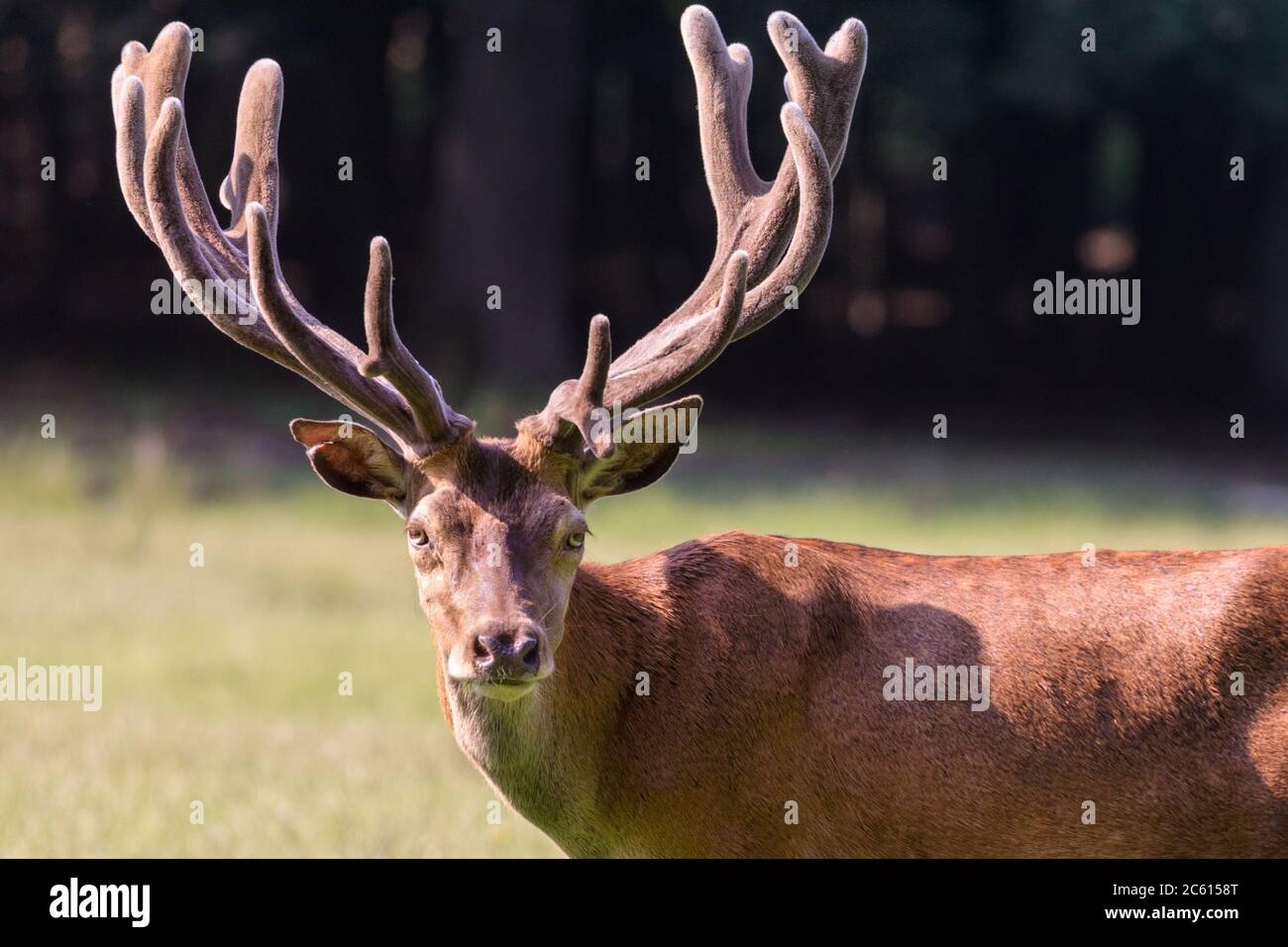 Red deer (cervus elaphus) stag (male) with impressive antlers in natural environment grass and woodland, Germany Stock Photo