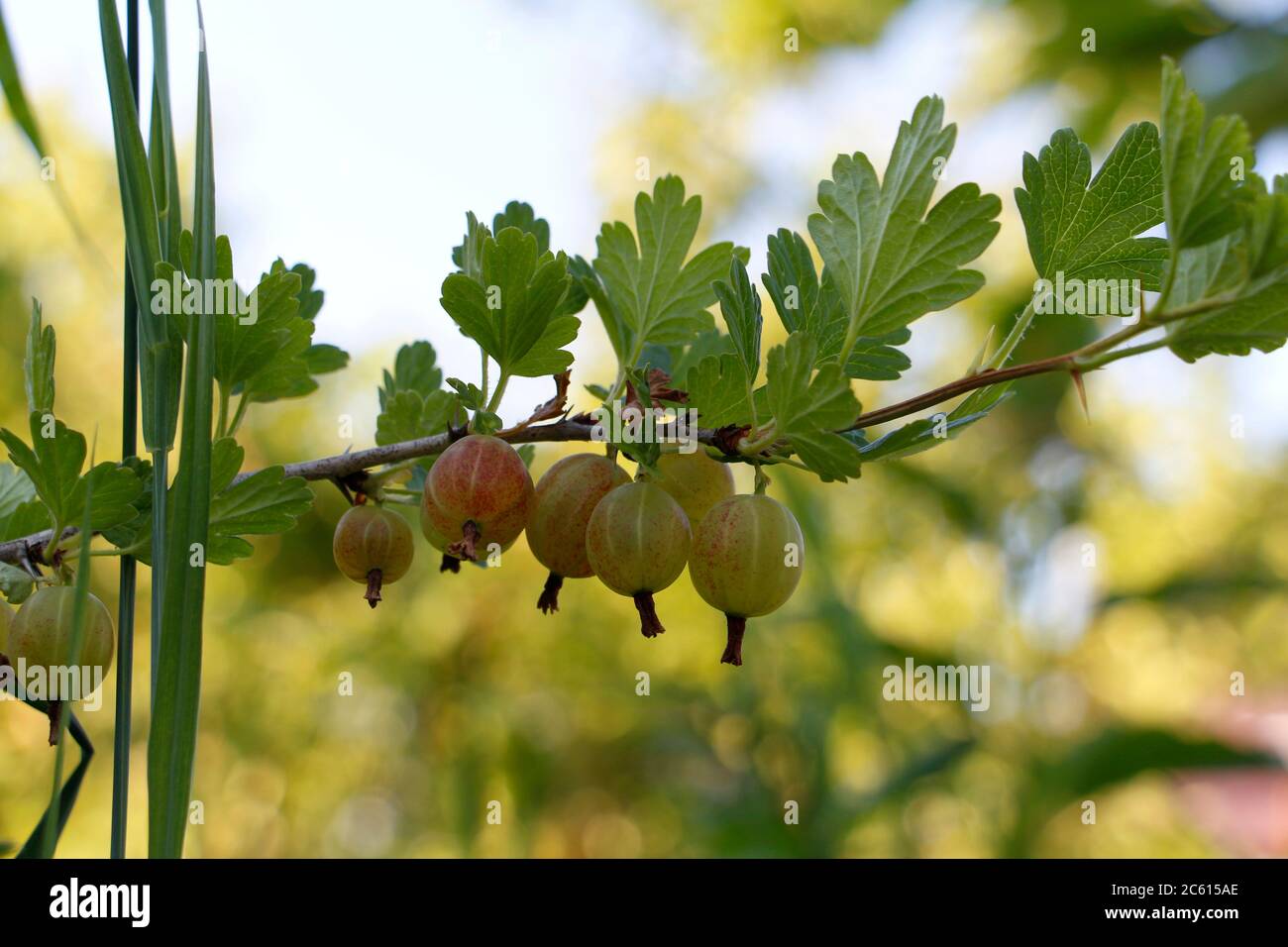 Fresh green gooseberries. Green berries close-up on a gooseberry branch. Young gooseberries in the orchard on a shrub. Gooseberries in the orchard. Stock Photo