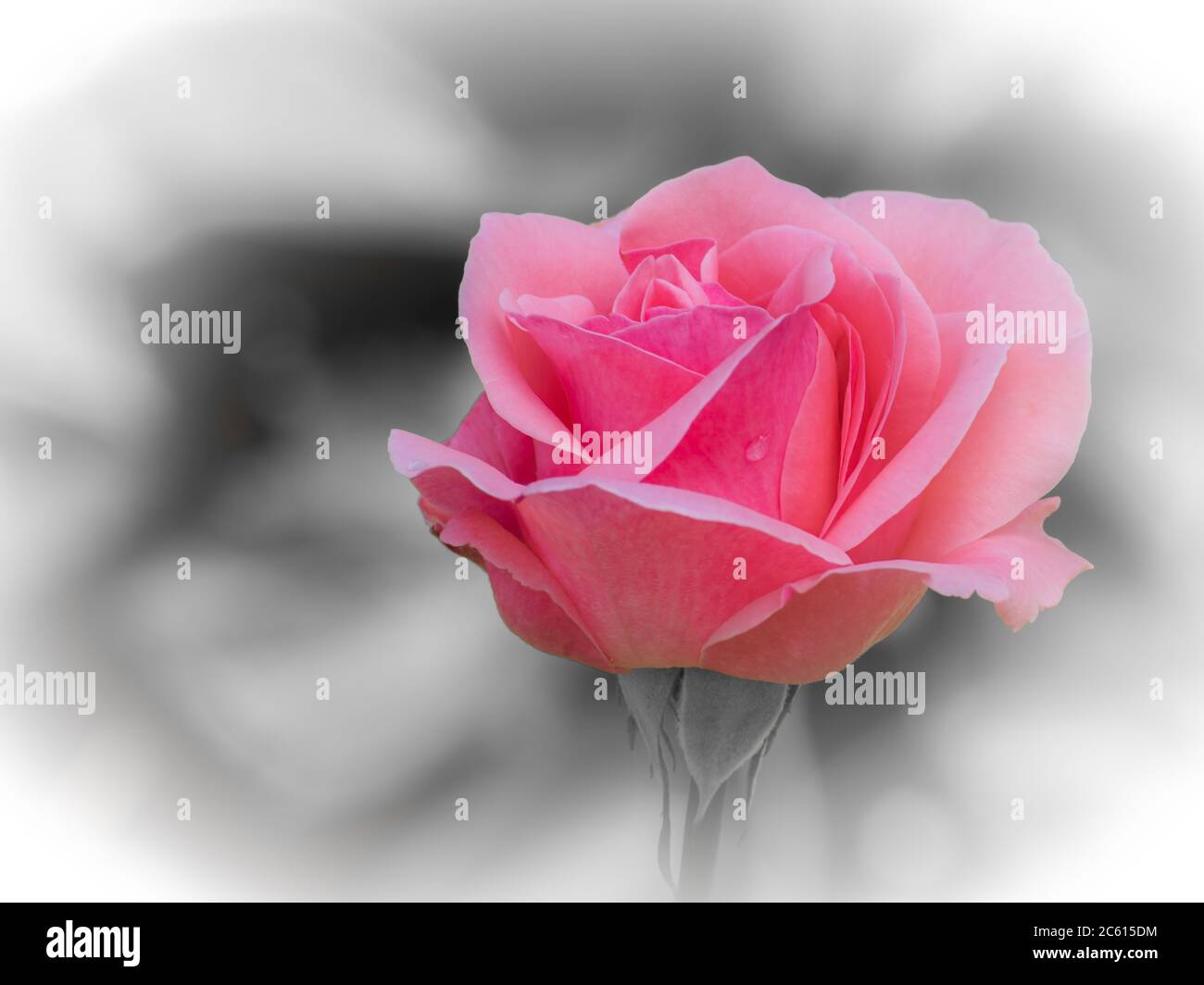 Romantic pinkish rose with a raindrop on the petal with a grey defocussed background Stock Photo
