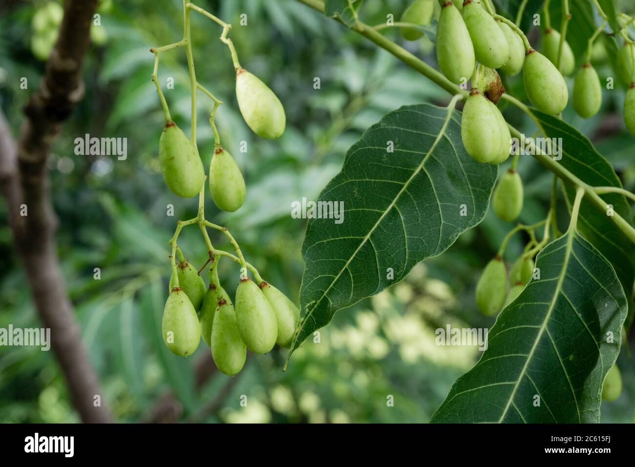 Indian lilac seeds,fruits and leaves. Azadirachta indica, commonly known as neem, nimtree or Indian lilac,is a tree in the mahogany family Meliaceae. Stock Photo