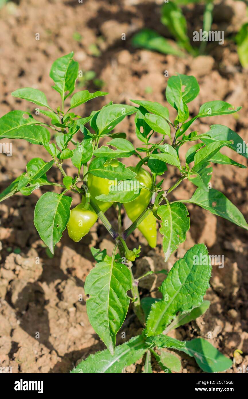 Rows green bell peppers hi-res stock photography and images - Alamy