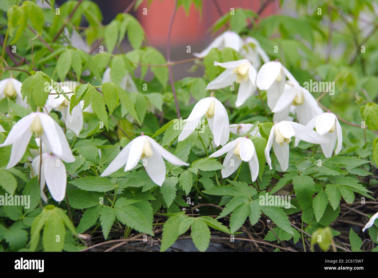 Page 2 Atragene High Resolution Stock Photography And Images Alamy